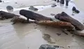 O BNG pide à Xunta que estude e protexa o pecio aparecido en Santa Comba